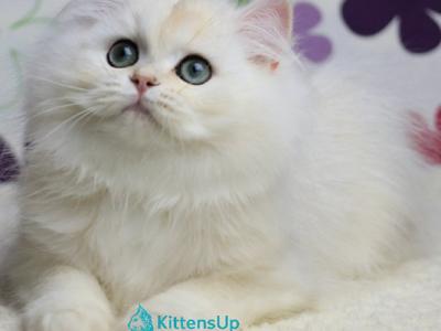 Yves - British Shorthair - Gallery Photo #1