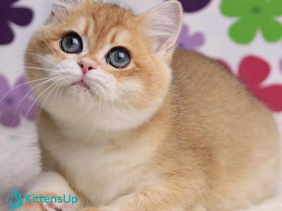 Saharok - British Shorthair - Gallery Photo #1
