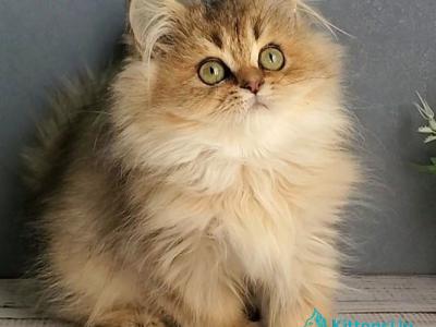 Benji - British Shorthair - Gallery Photo #1