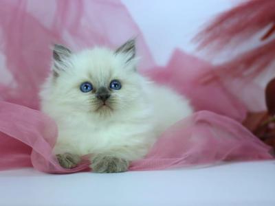 Hvoya - Siberian - Gallery Photo #1