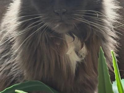 Emme - Maine Coon - Gallery Photo #1