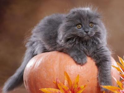 Yustina - Scottish Fold - Gallery Photo #1
