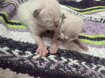 Chloes Litter Bengal Siamese Kittens - Bengal - Gallery Photo #1