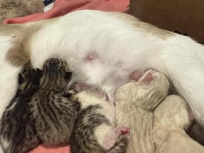 Mollys Litter Bengal Siamese Exotic Hybrids - Bengal - Gallery Photo #1