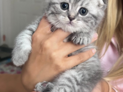 Totoro Scottish Fold - Scottish Fold - Gallery Photo #1