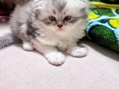 Sundae Scottish Fold - Scottish Fold - Gallery Photo #1