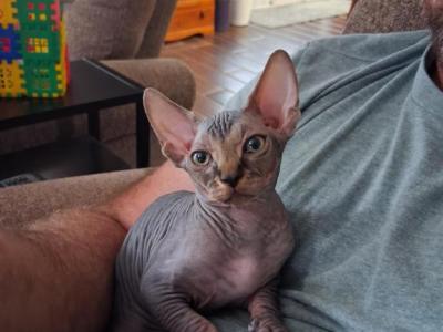 TICA Tabby Male - Sphynx - Gallery Photo #1