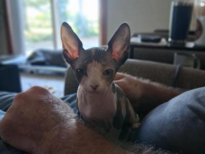 Dilute Calico Female - Sphynx - Gallery Photo #1