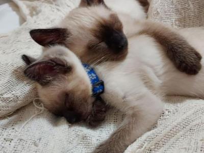 Pair Of Siamese Kittens - Siamese - Gallery Photo #1