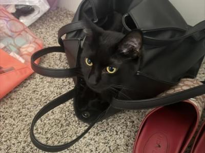 Zurri - Domestic - Gallery Photo #1