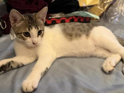 Zachery - American Shorthair - Gallery Photo #1