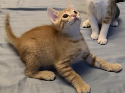 Pumpkin - American Shorthair - Gallery Photo #1