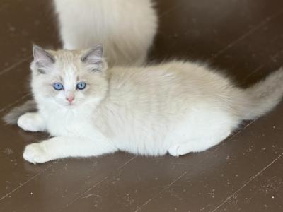 Dolly - Ragdoll - Gallery Photo #1