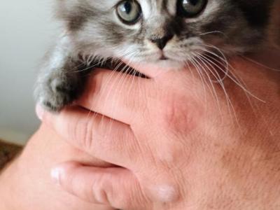 Salem Scottish Fold - Scottish Fold - Gallery Photo #1