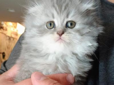 Stormy Scottish Fold - Scottish Fold - Gallery Photo #1
