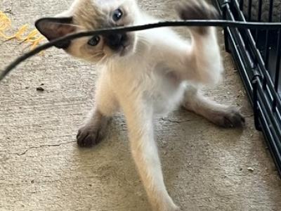 BANDIT BOY MANX JUNE 26 - Siamese - Gallery Photo #1