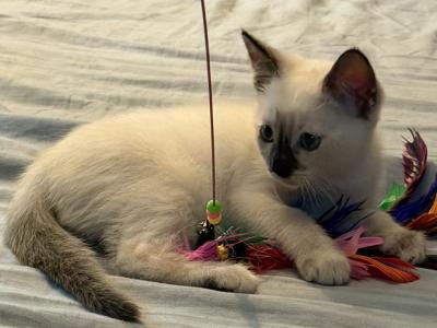 Ella - Ragdoll - Gallery Photo #1