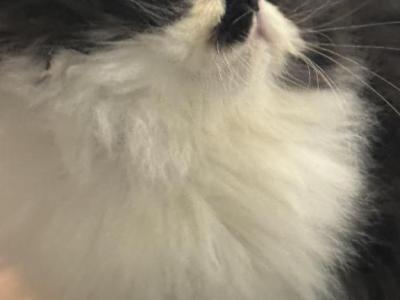 Neashama - Persian - Gallery Photo #1
