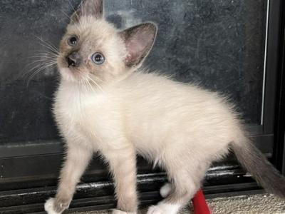 SNOWSHOE SIAMESE - Snowshoe - Gallery Photo #1