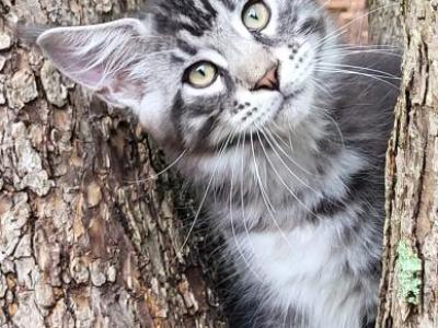 Greenjack ApexNC - Maine Coon - Gallery Photo #1