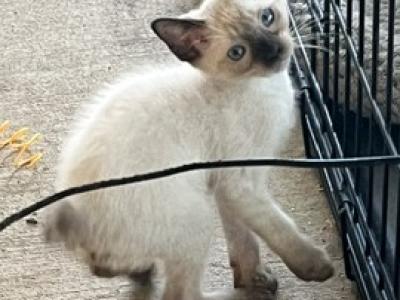 BANDIT BOY SIAMESE MANX JUNE 26 - Manx - Gallery Photo #1