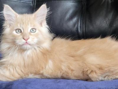 Apex Greenjack - Maine Coon - Gallery Photo #1