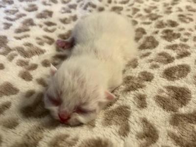 Twinkle - Himalayan - Gallery Photo #1