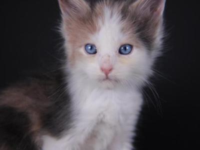 Wendy - Maine Coon - Gallery Photo #1