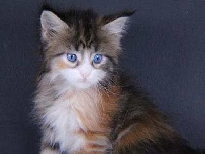Amelia - Maine Coon - Gallery Photo #1