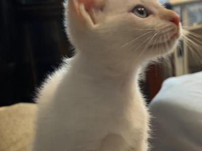 Roxy - Siamese - Gallery Photo #1