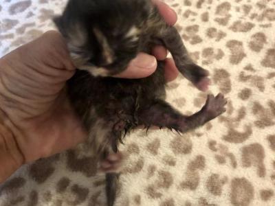 Mistletoe The Tortie - Himalayan - Gallery Photo #1
