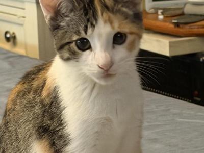 Princess - American Shorthair - Gallery Photo #1