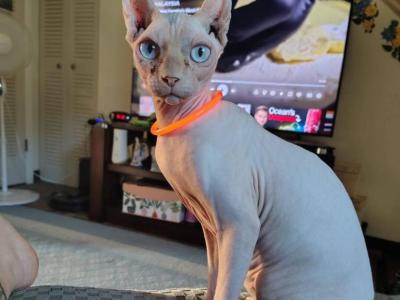 Bambino - Sphynx - Gallery Photo #1