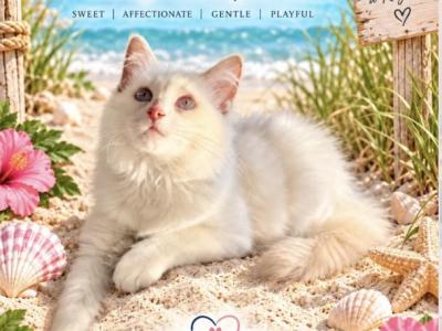 Capri - Ragdoll - Gallery Photo #1