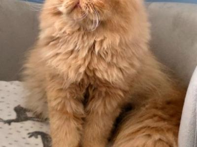 Red Boy  Omaha Nebraska - Persian - Gallery Photo #1
