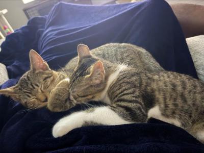 Chino And Tigress - Domestic - Gallery Photo #1
