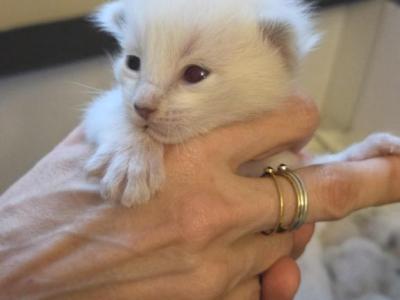 Kittens Ready In December - Balinese - Gallery Photo #1