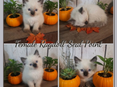 Beautiful Purebred Ragdoll Kittens - Ragdoll - Gallery Photo #1