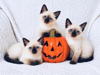 Siamese Litter - Siamese - Gallery Photo #1