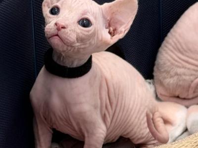 B Litter - Sphynx - Gallery Photo #1