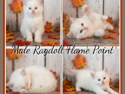 Ragdoll Male 8 Weeks - Ragdoll - Gallery Photo #1