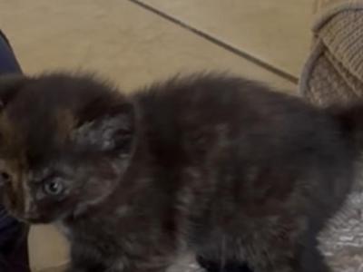 Tuxes' Litter - Domestic - Gallery Photo #1