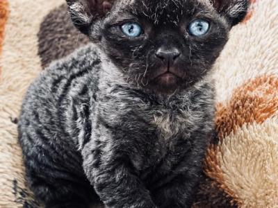 Mr Privvy - Devon Rex - Gallery Photo #1