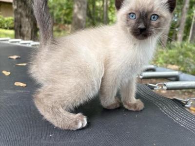 Purebred Siamese Kittens - Siamese - Gallery Photo #1