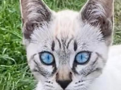 Seal Lynx Deep Blue Eyes - Bengal - Gallery Photo #1