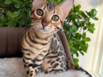 Happy - Bengal - Gallery Photo #1