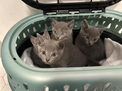 Russian Blue Kitten - Russian Blue - Gallery Photo #1