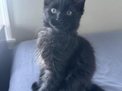 Black Male - Maine Coon - Gallery Photo #1