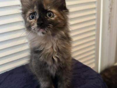 Tortie - Maine Coon - Gallery Photo #1