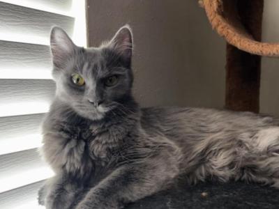 Cleo - Nebelung - Gallery Photo #1